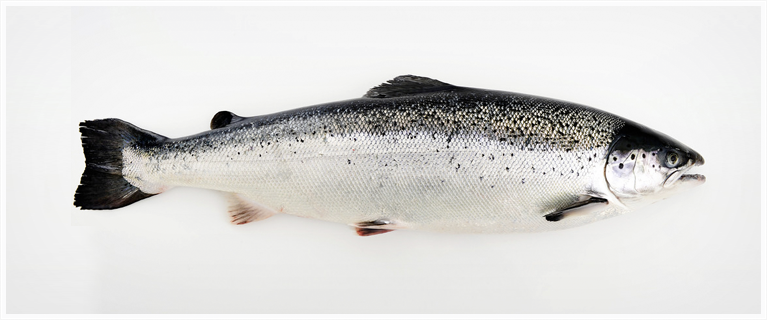 atlantic salmon